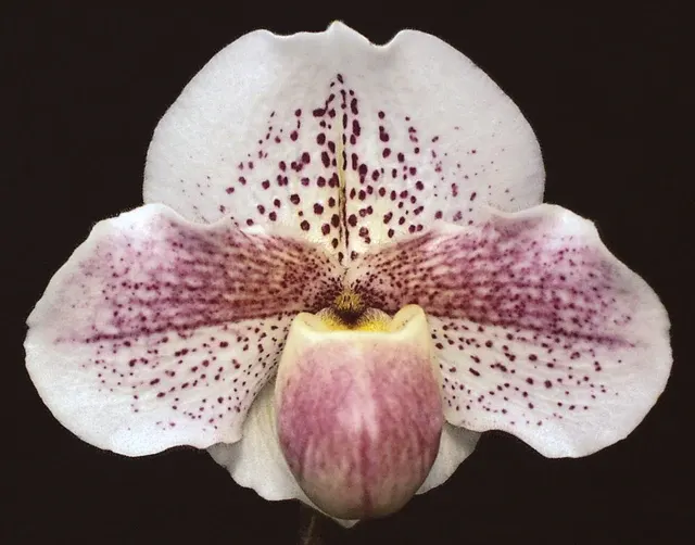 Paphiopedilum Lady Luck