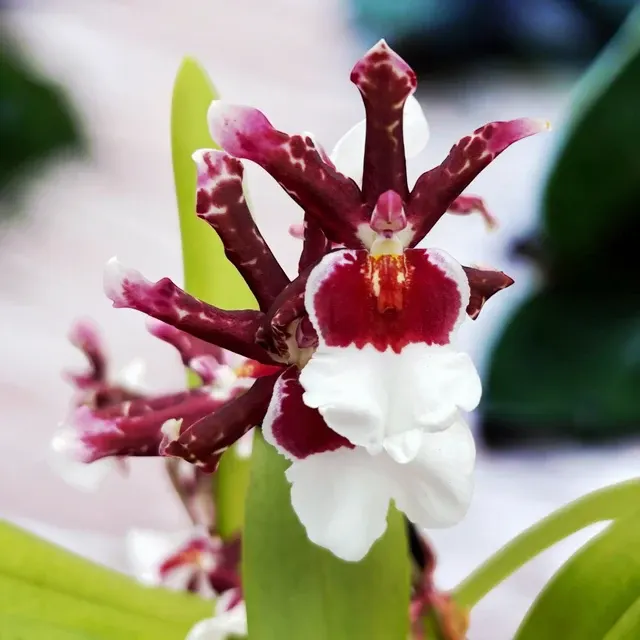 Oncidium Debutante Fredensbog - Parfumat