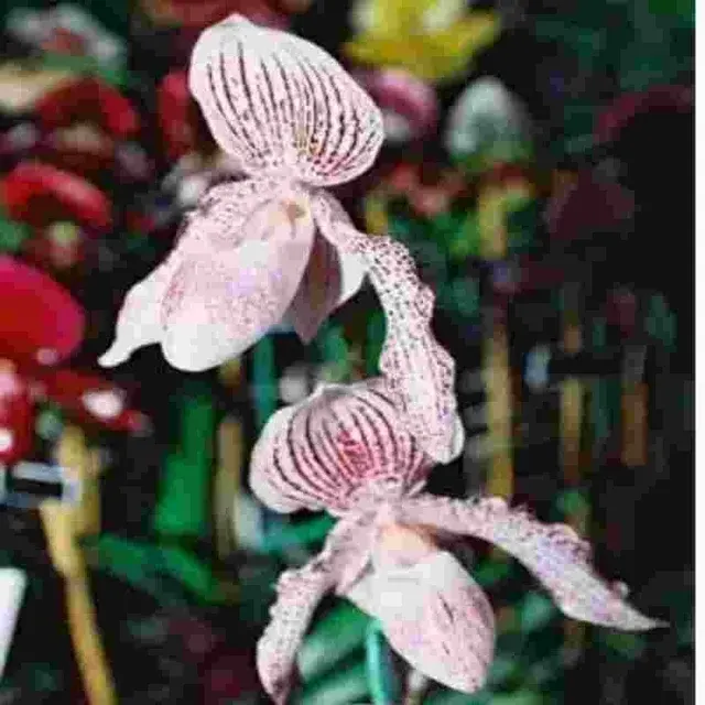 Paphiopedilium Satin Doll (Paphiopedilum)