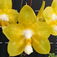 Phalaenopsis Joy Spring Canary 'Joy' 2.5" Fragrant