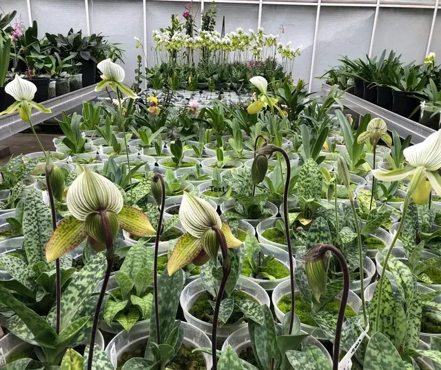 Paphiopedilum Harbur 'Comet'