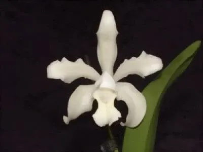Cattleya leopoldii var alba 'White'
