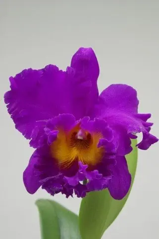 Brassolaeliocattleya Pink Violet Empress 'Bright Sun' (Brassolaeliocattleya)