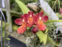 Howeara Lava Burst ‘Puanani’ (3″ pot)