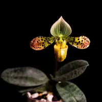 Paphiopedilum venustum