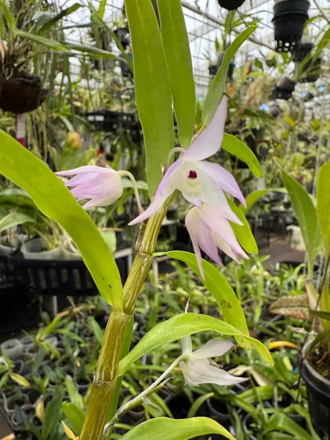 Dendrobium hercoglossum (Dendrobium)