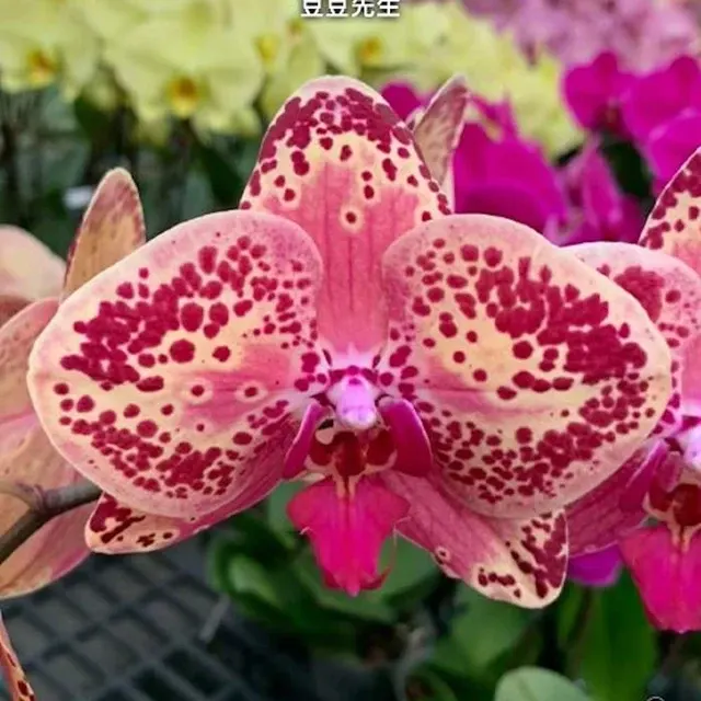 Phalaenopsis Mr. Bean
