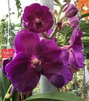 Vanda Memoria Katherine McCartney = Fuch Delight X Doctor Anek