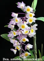 Den. amabile(bronckartii) vietnam sp. (DAM) ( - - amabile )