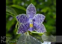 Phal. Prince Blue Star (YangYang Blue Surprise x YangYang Ever Blue)