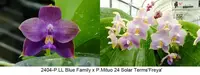 FY2404 Phalaenopsis LL Blue Family x P. Mituo 24 Solar Terms - Seed Grown