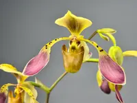 Paphiopedilum lowii var semi alba (Rare selection)