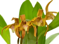 Maxillaria Alan Digby