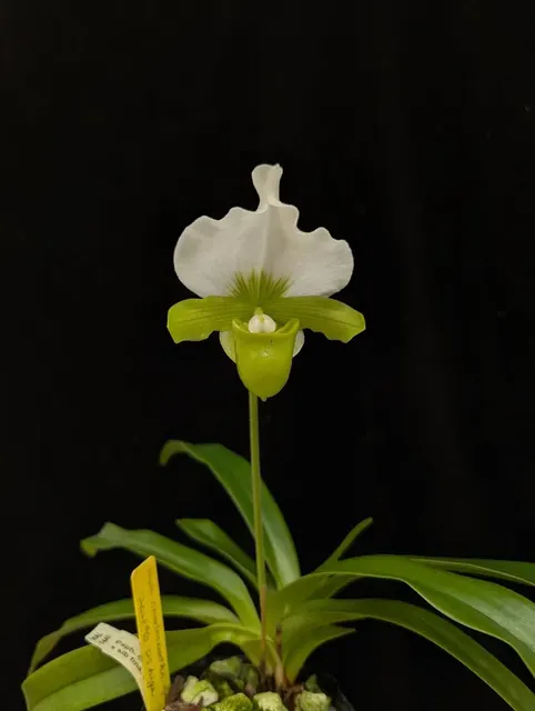 Paphiopedilum charlesworthii 'Japan' (Paphiopedilum)