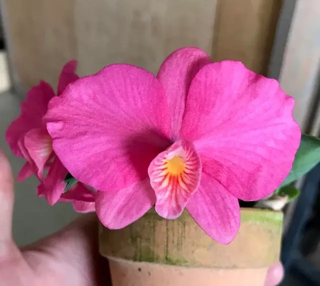Sophronitis wittigiana 'Tokyo Special Selection' (Sophronitis)