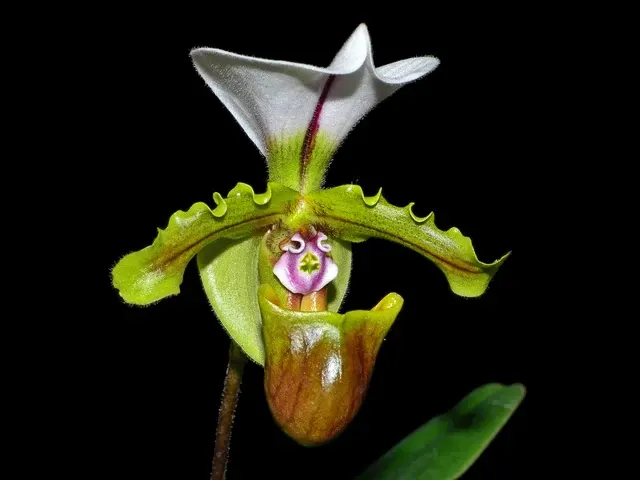 Paphiopedilum spicerianum (Paphiopedilum)