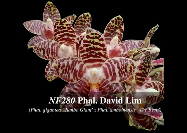 Phalaenopsis David Lim 'Jumbo Giant' (Phalaenopsis)