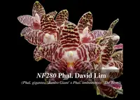 Phal. David Lim (gigantea ' Jumbo Giant' x amboinensis ' The Best ')