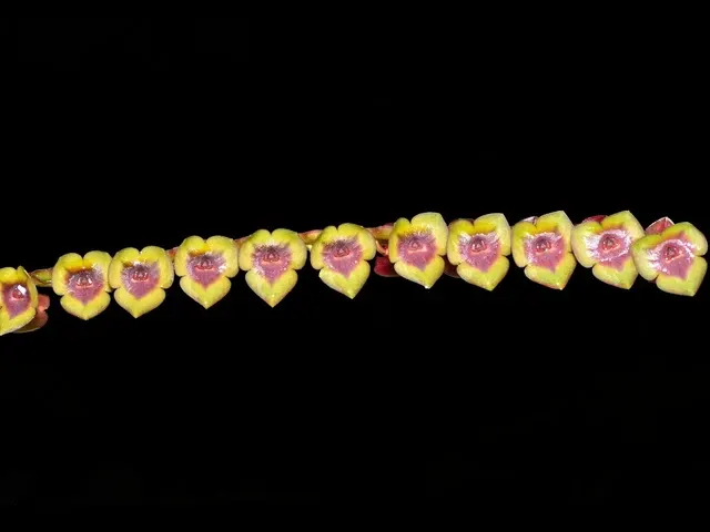 Stelis tristyla (Stelis)