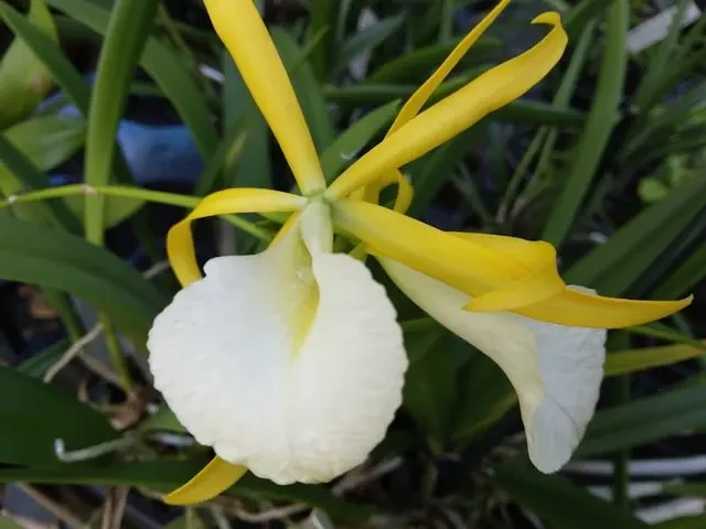 Brassavola Myv Paul Storm (Brassavola)