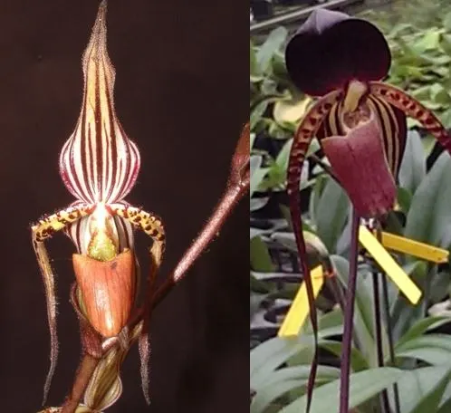 Paphiopedilum intaniae x anitum (Paphiopedilum)