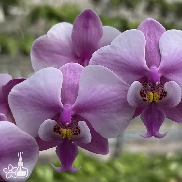 Phalaenopsis schilleriana 'Alice' (Phalaenopsis)