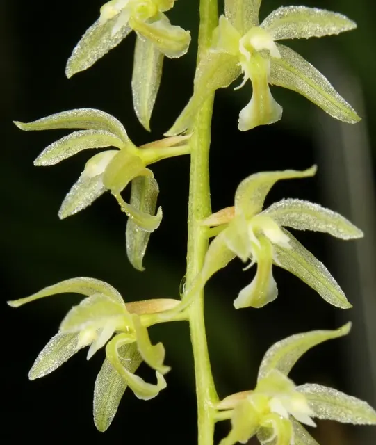 Dendrochilum gracile (Dendrochilum)