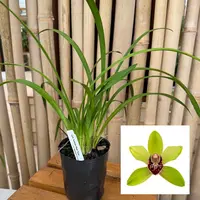 Cymbidium Summer Pearl 'Suzy' (4" Pot) - Not Blooming