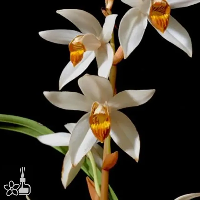 Coelogyne pachystachya (Coelogyne)