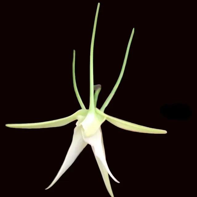 Angraecum Crestwood (sesquipedale x Veitchii) '3 Spurs' (Angraecum)