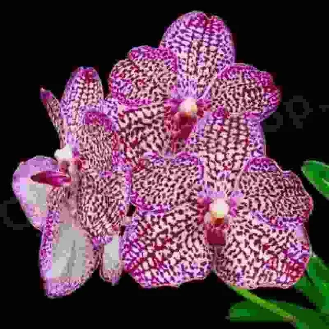 Vanda Tristar 'Pink Gauze' (Vanda)