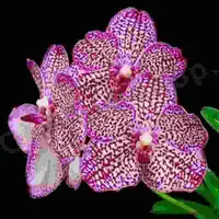 Vanda Tristar 'Pink Gauze'