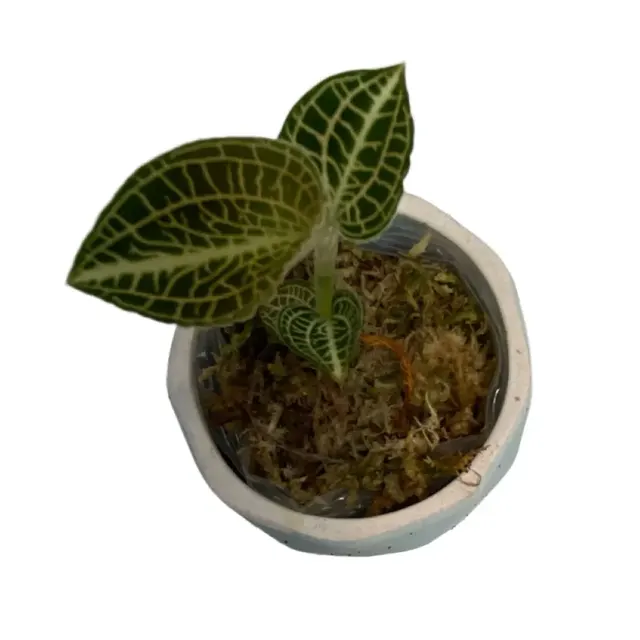 Anoectochilus roxburghii 'Emerald Gold' (Anoectochilus)