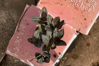 Jewel Orchid Live Plant Ludisia Discolor Red Velvet Orchid Indoor Houseplant 4 Inch Gift