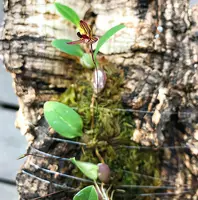 Bulbophyllum leptocaulon