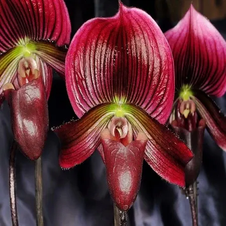 Paphiopedilum Hung Sheng - BS 'Red Apple' (Paphiopedilum)