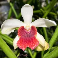 Papilisia Preeyanan Sanpote - flori parfumate