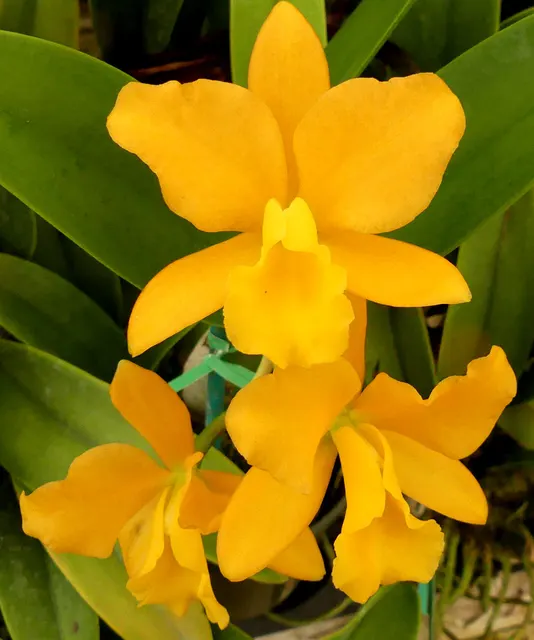 Brassolaeliocattleya Nuggett Digger '#57' (Brassolaeliocattleya)