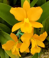 Blc. Nuggett Digger '#57'.