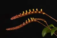 Bulbophyllum falcatum 'Standing Tall' AM/AOS — Cal-Orchid Inc.