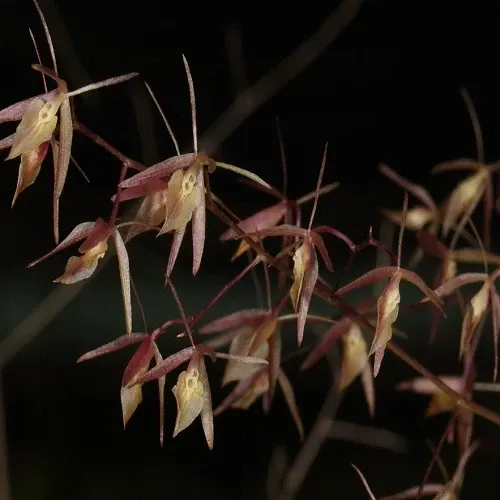 Epidendrum diffusum sp (Epidendrum)