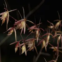 Epidendrum diffusum sp.