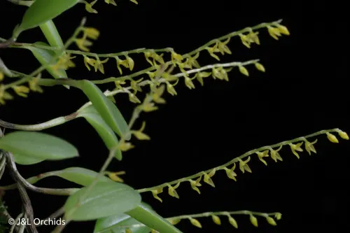 Stelis pusilla (Stelis)