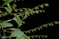 Stelis pusilla
