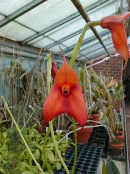 Masdevallia FLYING COLOURS