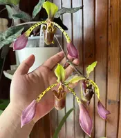 Paphiopedilum lowii