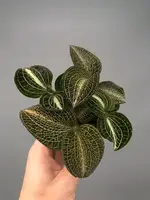 Anoectochilus formosanus x burmanicus Green ‘Big Plant’ (3 plants)