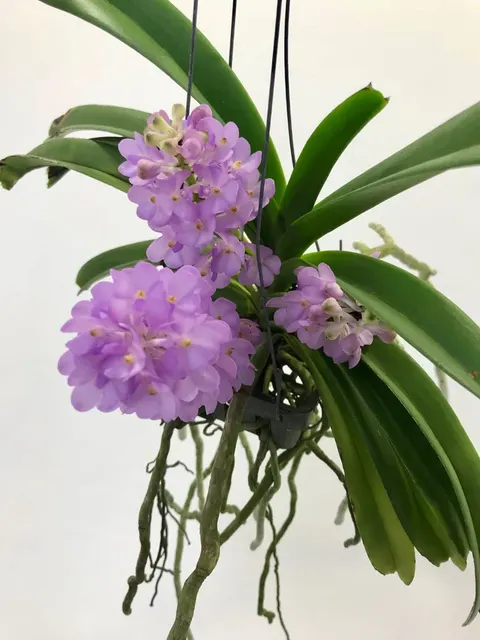 Vandachostylis Lilac Blossom (Vandachostylis)