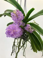 Vandachostylis (Rhctm.) Lilac Blossom (Light Blue) — 12 cm / No