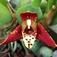 Maxillaria tenuifolia — Cal-Orchid Inc.